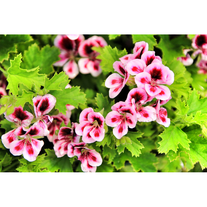 Blancheville Geranium by Soniabonet - Wrapped Canvas Print, 61cm H x 91cm W 3.8cm D