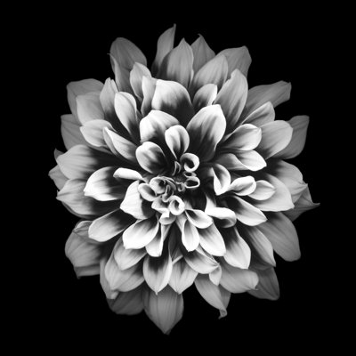 Mochrome Dahlia by Ogphoto