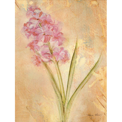 " Pink Hyacinth "