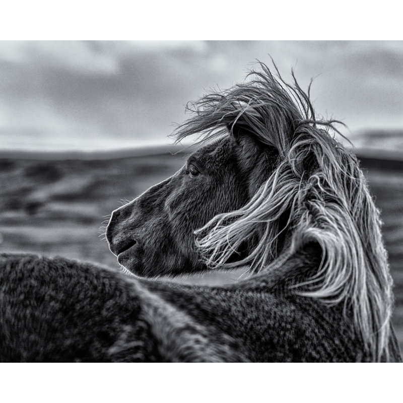 Wrapped Canvas Print, 50.8 cm H x 76.2 cm W