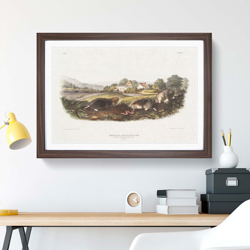 American Shrew Moles by J.W. Audubon - Single Picture Frame Painting, Walnut Framed, 33cm H x 45cm W x 2cm D