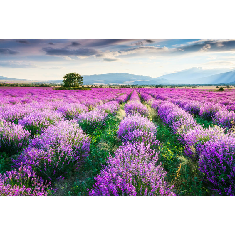 Violet Field by Evgord - Wrapped Canvas Print, 61cm H x 91cm W