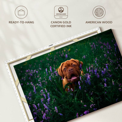 Brampt French Mastiff Dog