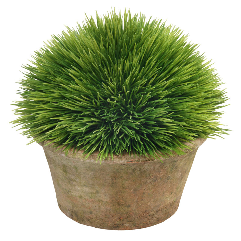 Grass Dome in Mossy Planter