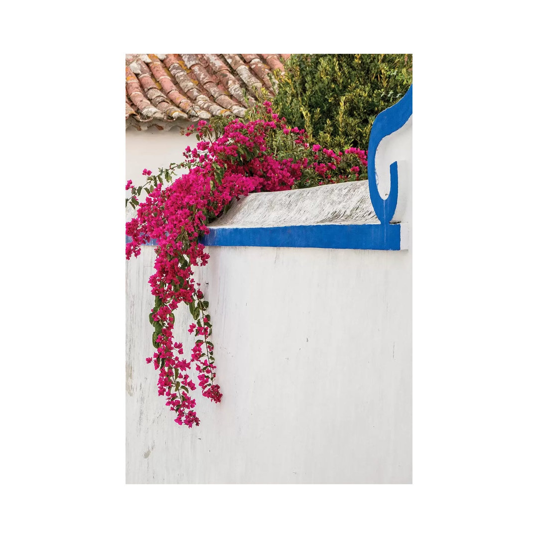 Beautiful Bougainvillea Blooming In Town IV, Portugal, Obidos, Portugal by Julie Eggers - Wrapped Canvas Print