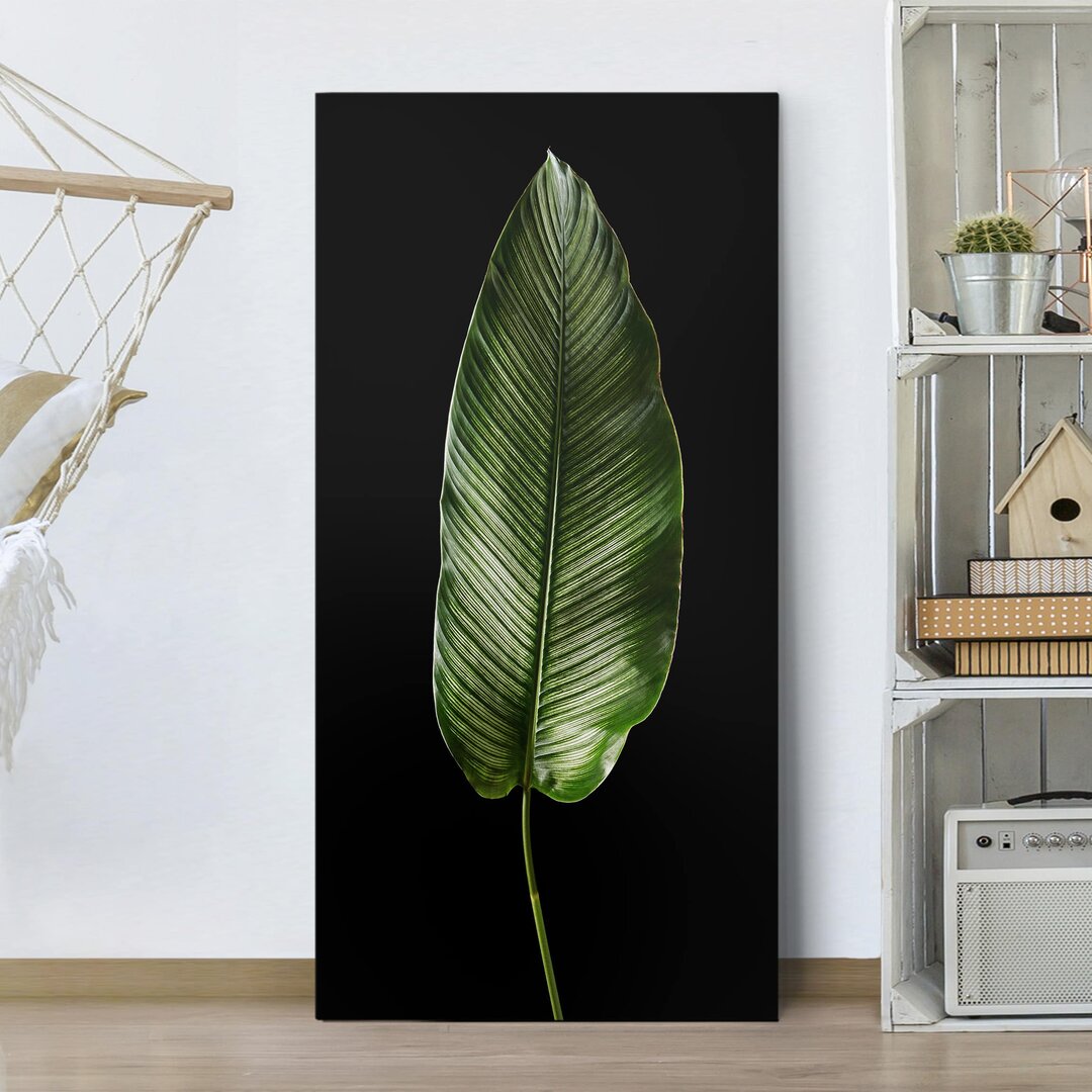 Leinwandbild Blatt Ornata-Calathea