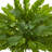 15 " H Faux Fern Plant