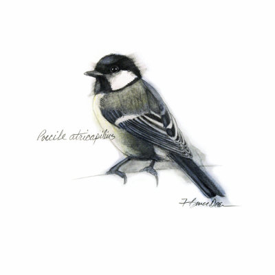 Étude Songbird II