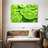 Yarlin Lime Slices-108730365