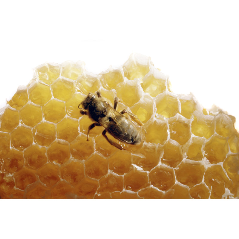 Bee On Honey by Floortje - Wrapped Canvas Print