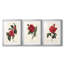 Red Botanical I - reproduction encadrée sur mesure de qualité supérieure mate - 3 pièces-1837228766-1837228764