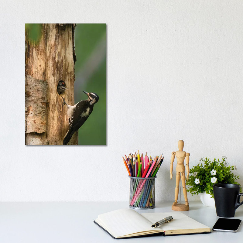 USA, WA. Female Hairy Woodpecker (Picoides Villosus) at Nest Chick in Western Washington. 1 Piece Wrapped Canvas Wall Art