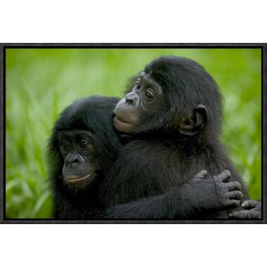  Dusky Leaf Monkey Mother and Newborn Baby Primate