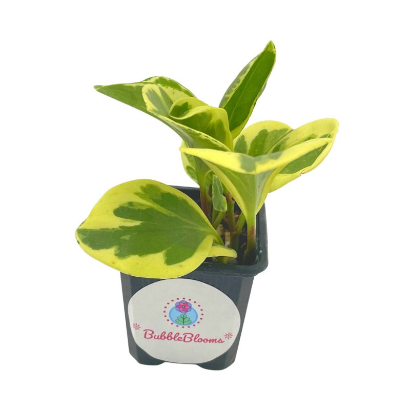 Variegated Spoonleaf Marble Rubber Peperomia