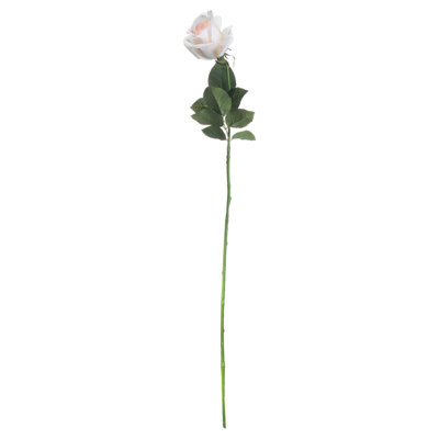 Anastasija Arrangement