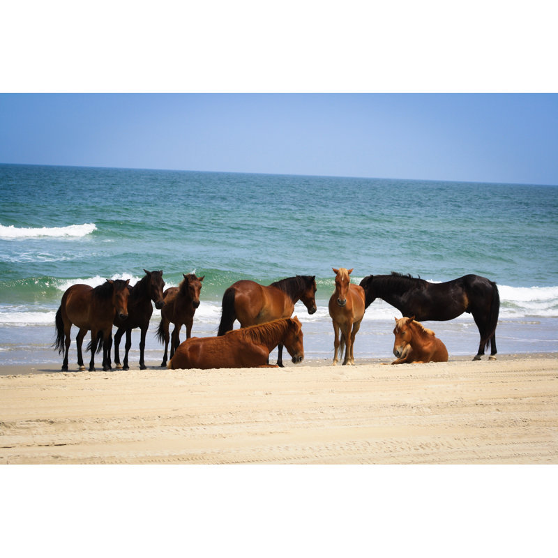 Wild Horses At Corolla - Wrapped Canvas Print, 30cm H x 46cm W