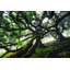Tentacules par Martin Podt - reproduction-218269452-258475421