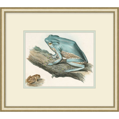 Naturalist Frog 2 Painting
