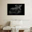 Monochromatic Bull Moose-107676765