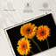 Trois marguerites Harnek sur fond sombre-108136810