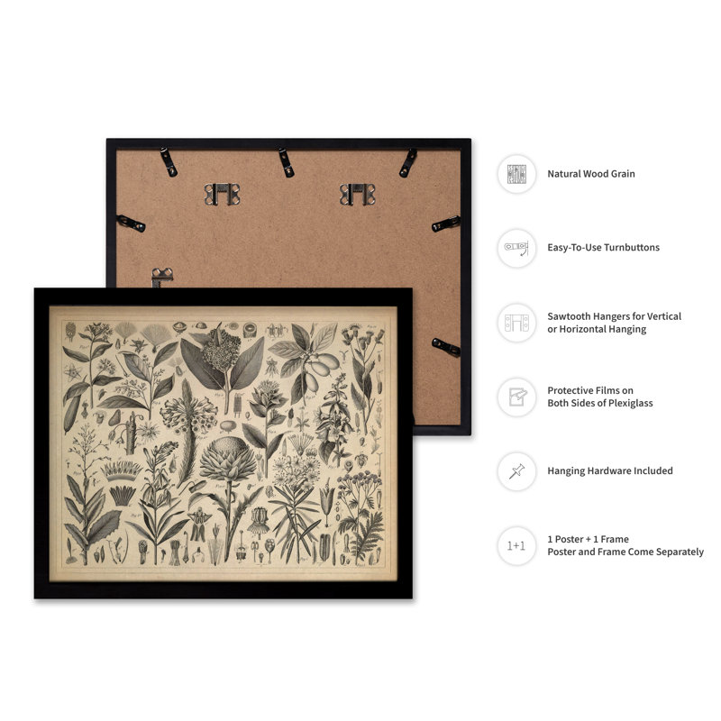 Sève et plantes résineuses, Black Framed, Poster, 08"H x 10"W