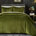 Feuilles vert olive