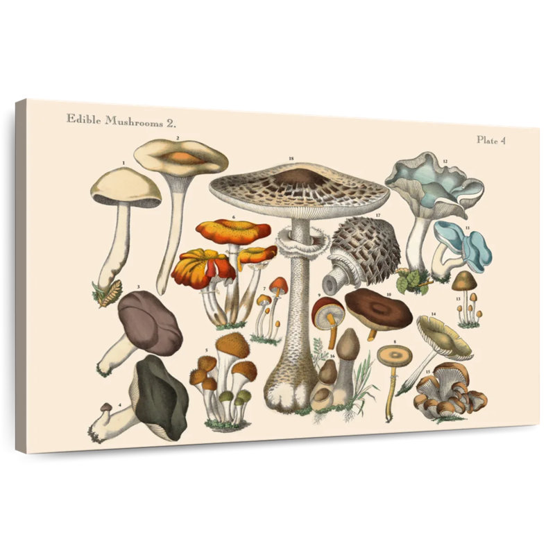 Champignons comestibles Yarlin, H 26 po x l 39 po