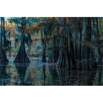 Caddo Lake - Wrapped Canvas Print