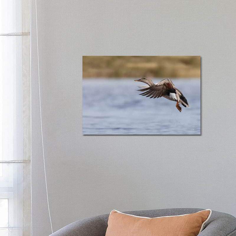 Gadwall Drake Flying by Ken Archer - Wrapped Canvas Gallery-Wrapped Canvas Giclée, 66.04 cm H x 45.72 cm W x 3.175 cm D