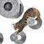 5Pcs Cat Wall Shelves, Pet Wall-Mounted Climbing Shelf Set, Kitten Activity Centre With Condo, Cushion, Scratching Post, Jumping Platform, Brown