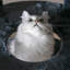 Cellestine 68.1'' H Cat Tree-1392743692