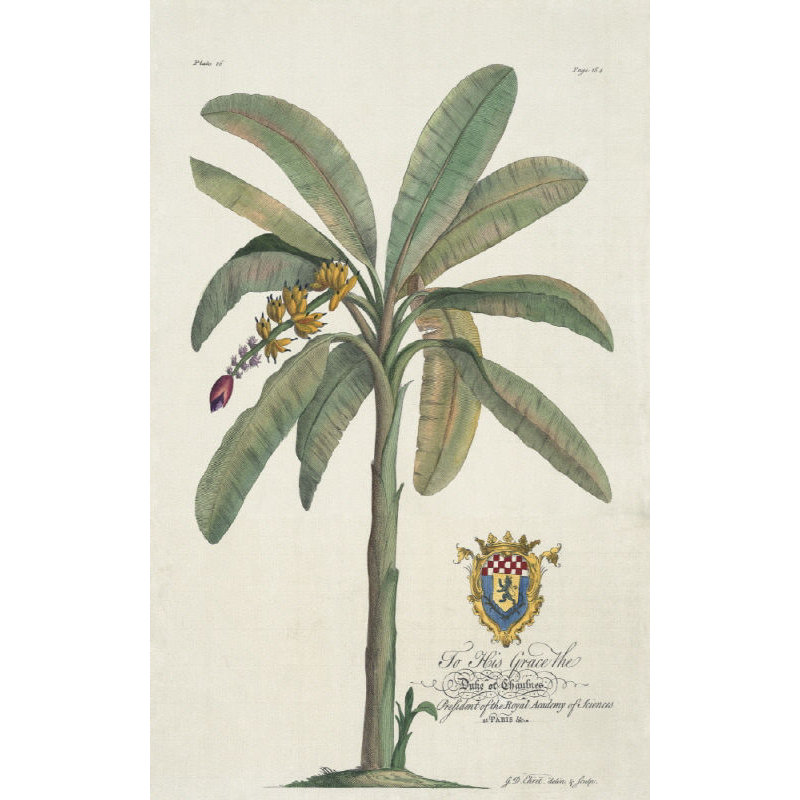 Banana Tree Print by Porter Design, Outdoor, 45" H x 30" W