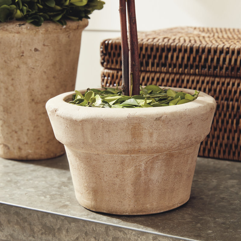 Preserved Greens Boxwood Topiary in Ceramic Pot