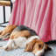 Veyo Throw Blanket-838665387-838665365