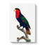 Black-Capped Lory by F. Levaillant - Wrapped Canvas-55370482