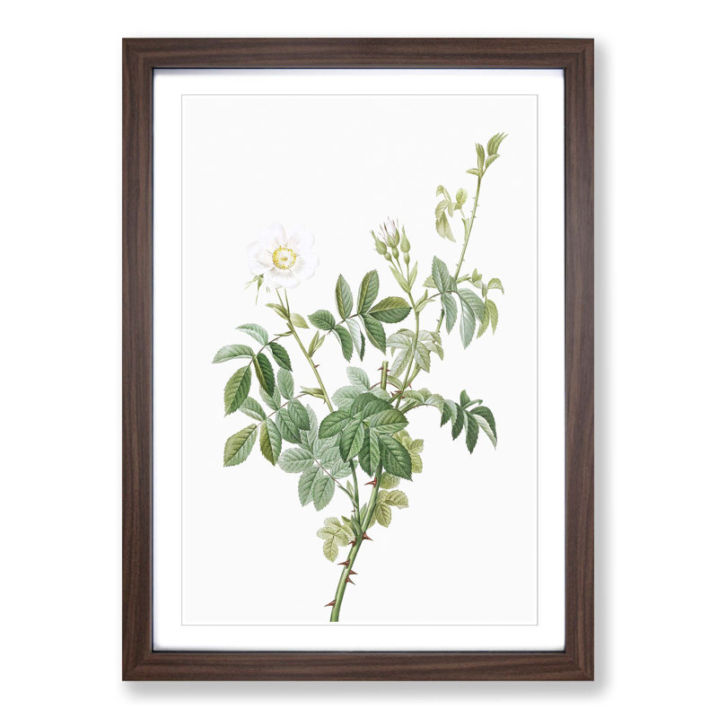 White Downy Rose by Pierre-Joseph Redoute - Picture Frame Art Prints, Walnut Framed, 48cm H x 36cm W x 2cm D