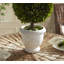 Thisbe Boxwood Topiary in Ceramic Pot-449229175