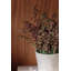 Perle succulente en pot