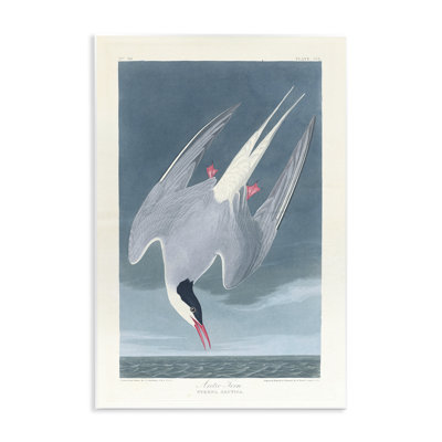 Art mural classique, sterne arctique par one1000paintings