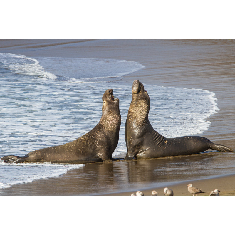 Fighting Elephant Seals - Wrapped Canvas Print, 30cm H x 46cm W x 3.8cm D