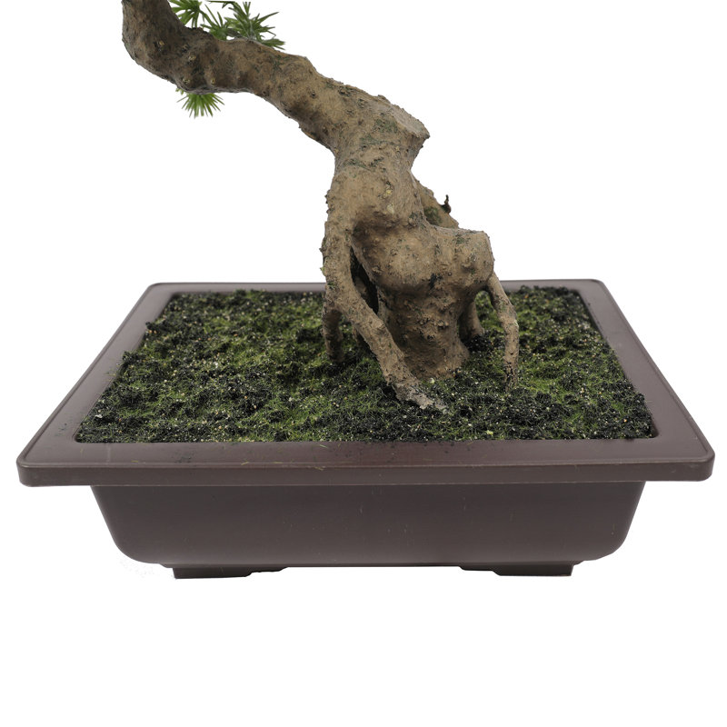 Bourdeau 18" Artificial Bonsai Tree in Pot