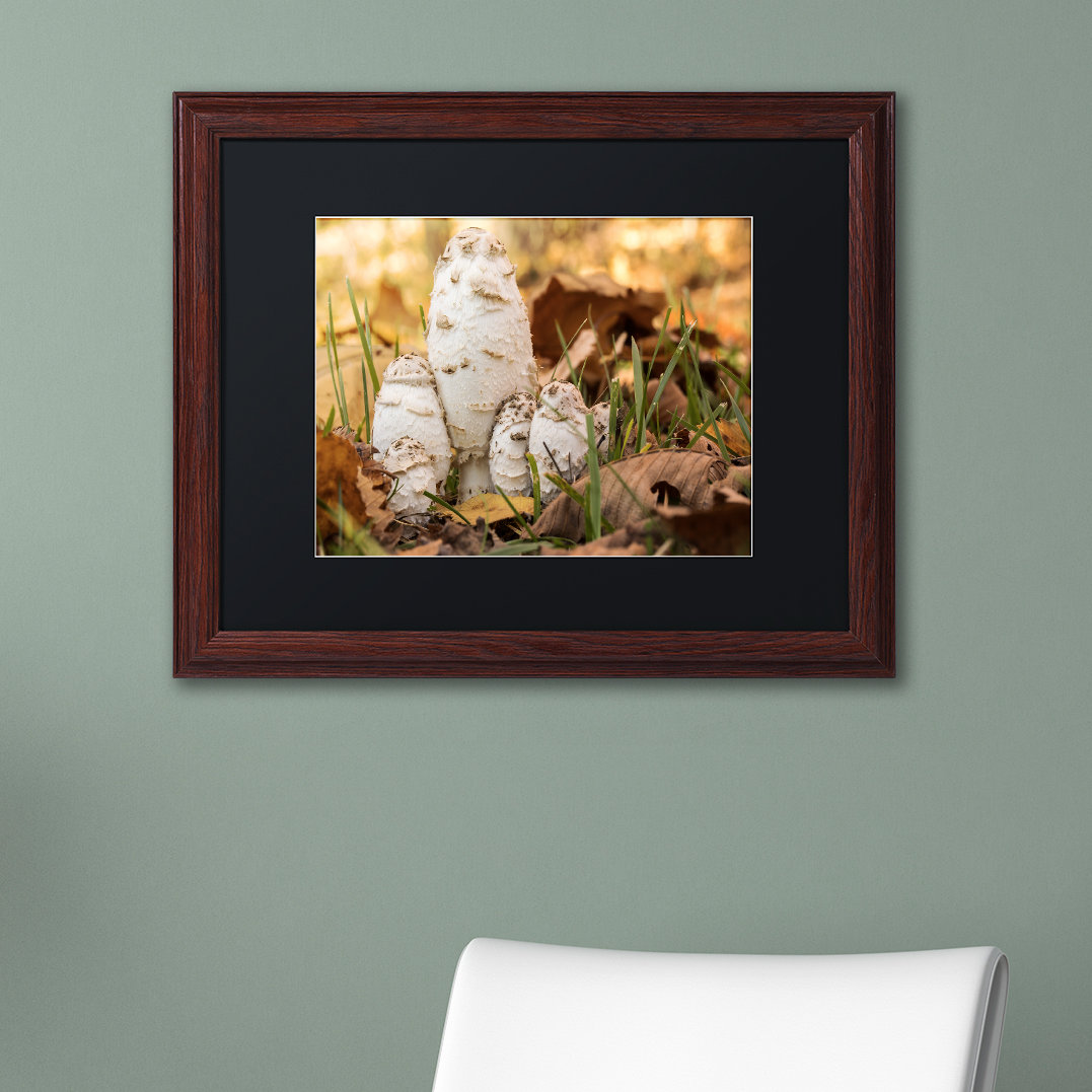 Jason Shaffer Autumn Mushrooms Framed On Canvas by Jason Shaffer Print