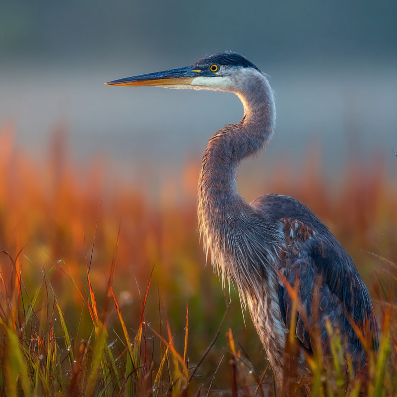 Sunlit Reef Heron - Art mural sur toile tendue, H 40 po x l 40 po