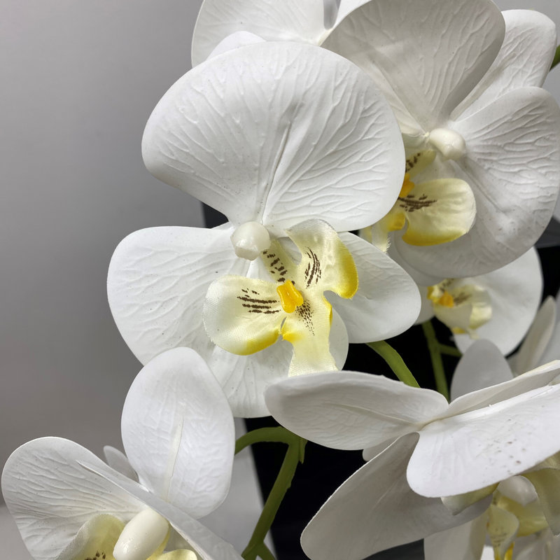 Orchidée dans un vase