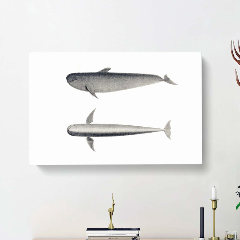 Blackfish Whale by C.M. Scammon - Wrapped Canvas Print, 40cm H x 60cm W x 3cm D