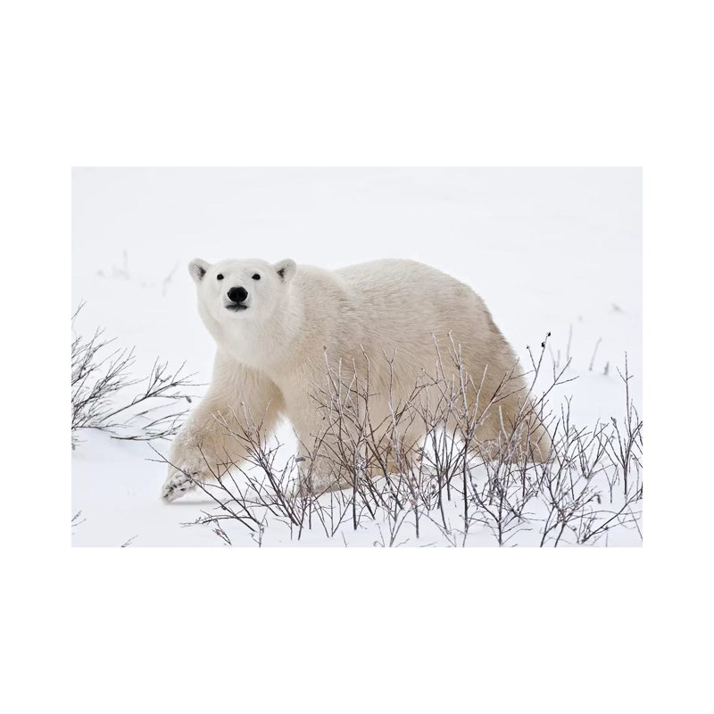 Canada, Manitoba, Churchill. Ours polaire sur une toundra gelée par Jaynes Gallery - Photographie sur toile tendue