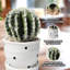Cactus artificiel en pot en céramique blanche, décor de mini cactus 5 po