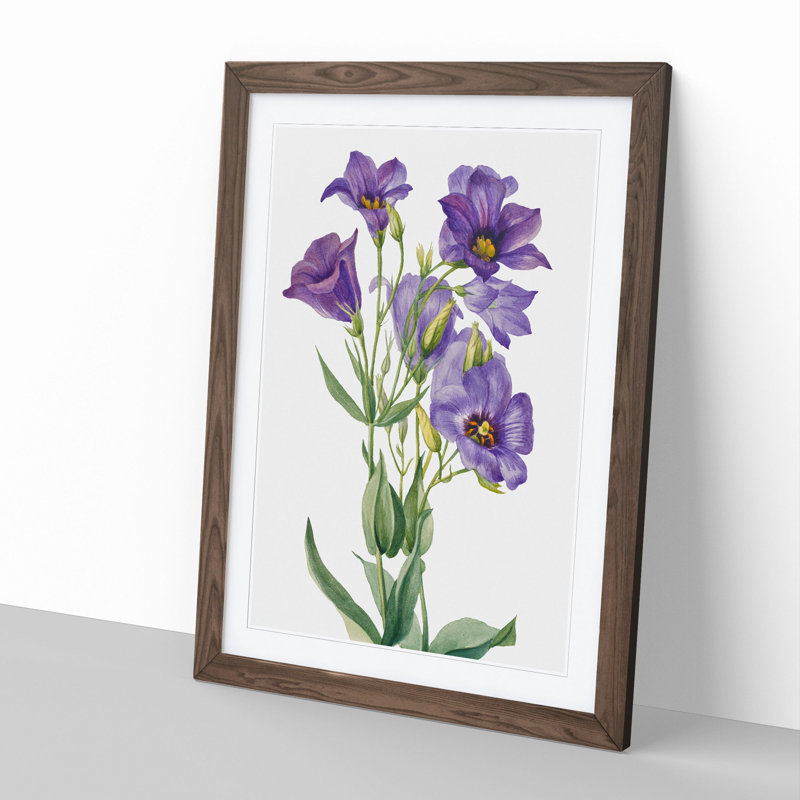 Eustoma Russelianum by Mary Vaux Walcott - Picture Frame Painting, 48cm H x 36cm W x 2cm D, Walnut Framed
