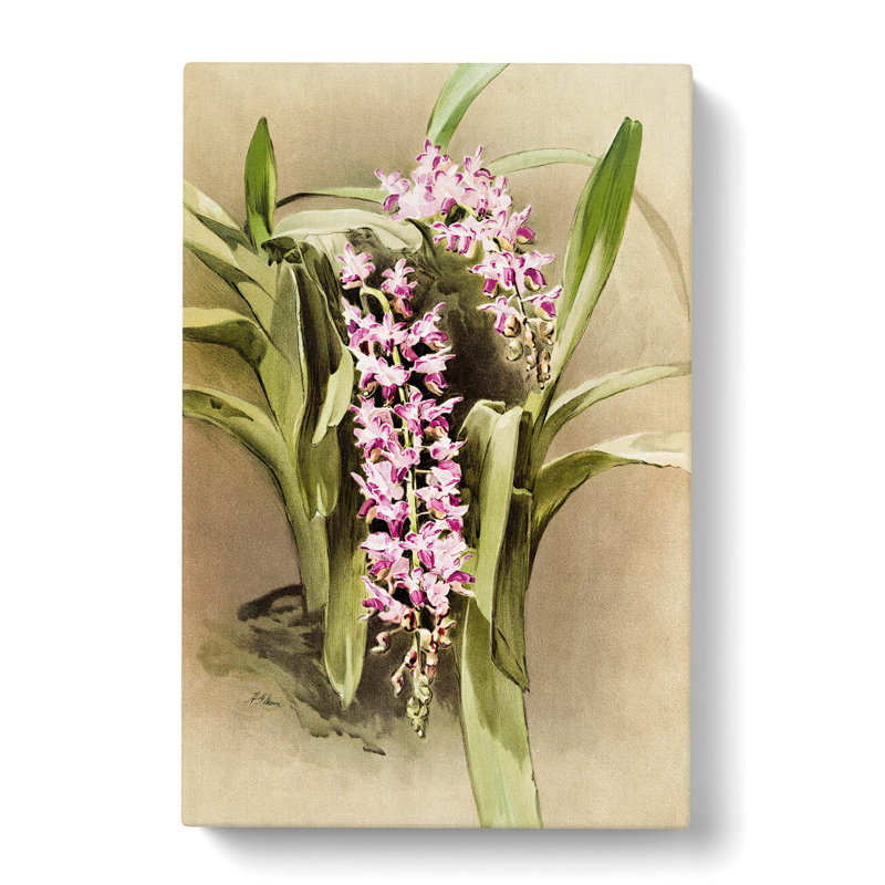 Magnolia Flowers Illustration Tab.81 by Frederick Sander - Wrapped Canvas Print, 50cm H x 35cm W x 3cm D