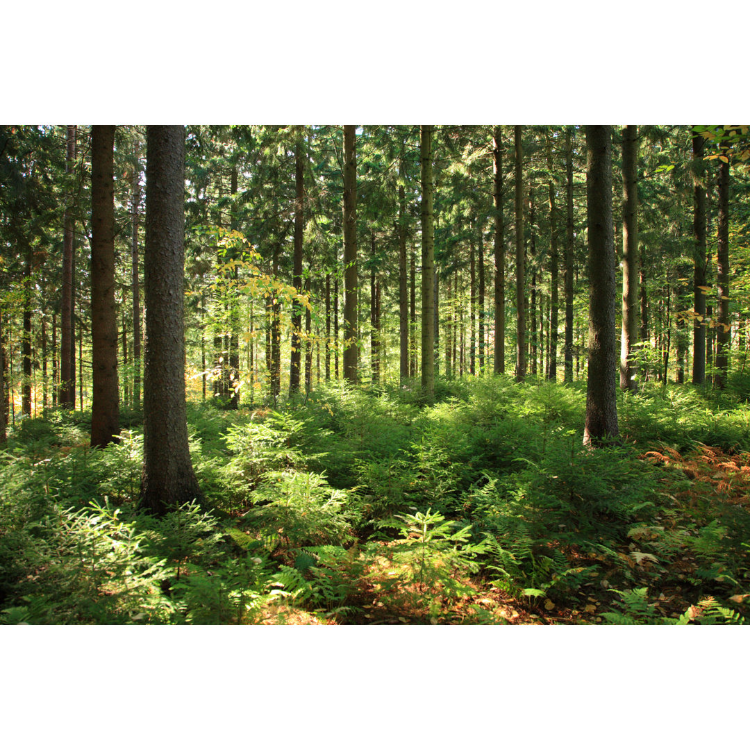 Sunlit Forest Interior von Georgeolsson - Kunstdrucke auf Leinwand ohne Rahmen